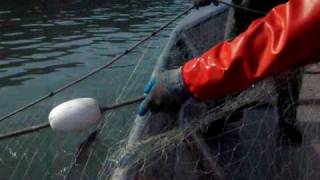 Commercial Setnet fishing for salmon in Cook Inlet Alaska [upl. by Tammi890]