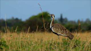 Blackbellied Bustard displaying [upl. by Yared659]