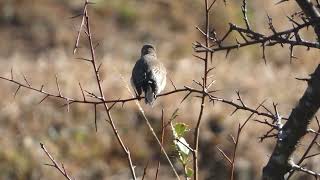 Bluecapped Redstart female [upl. by Kinghorn]