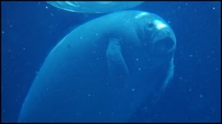 Manatee Trichechus manatus [upl. by Raff]