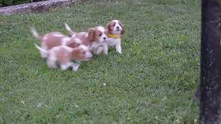 Cavalier King Charles Spaniel Puppies For Sale [upl. by Borlow]