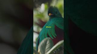 The Majestic Quetzal Bird  Natures Gem birds wildlife nature [upl. by Cerf869]