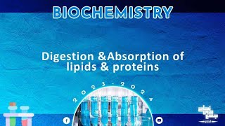 Revision of L6  Digestion and absorption of lipids and proteins  Biochemistry [upl. by Woodall]