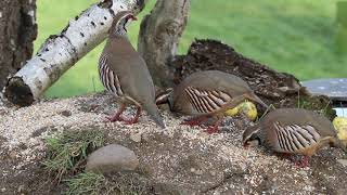 Red Legged Partridge [upl. by Sidoney]