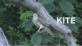 Kite searching for lizards 🦎 on tree [upl. by Sitra]