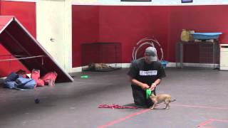 Remote Collar Dog Training Video The Leash  Dog Training Episode 2  SitMeansSitcom [upl. by Ferd934]