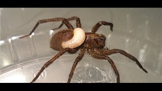 Wolf spider devoured by wasp larva [upl. by Felipe]