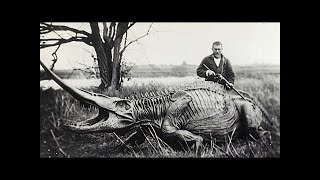 🦖Top 15 des Animaux les plus Terrifiants de la Préhistoire🐊 découvertes préhistoire archéologie [upl. by Otir813]