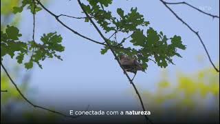 Parque Sustentável Gávea  Uma nova Gávea dentro da Gávea [upl. by Anilrahc]