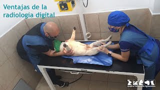 Radiologia Digital Veterinaria [upl. by Llered874]