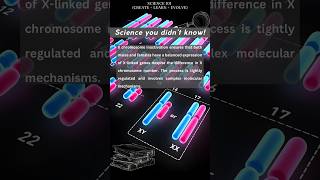 X chromosome Inactivation simplified [upl. by Anastice625]