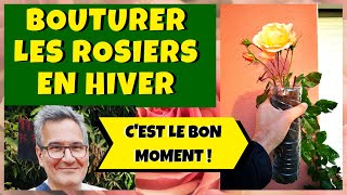 Bouturer le rosier en hiver en bouteille plastique [upl. by Uphemia639]