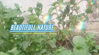 beautiful nature videos plz watch till the end [upl. by Mayeda]