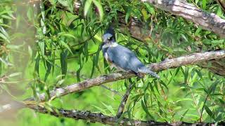 Belted Kingfisher [upl. by Eiroj]