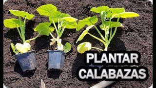 Como Y Cuando Plantar Calabazas En El Huerto  Consejos Y Trucos  La Huertina De Toni [upl. by Kindig879]