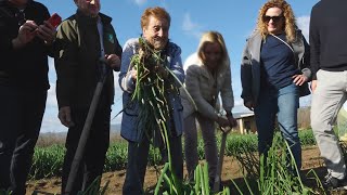 La Iaia Angeleta arrenca el primer calçot duna temporada en què sen podrien collir 20 milions [upl. by Fulks]