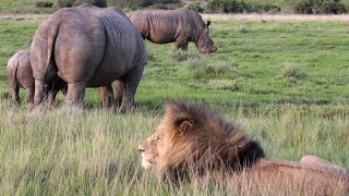 Rhino vs Lion on African Safari [upl. by Sewellyn]