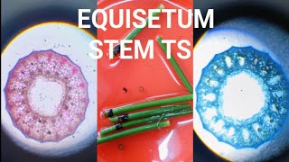 BSC BOTANY PRACTICAL EQUISETUM STEM TS botanypractical college science [upl. by Madoc]