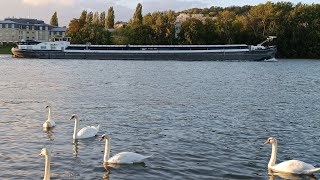 Dancing Swans Gracefully Swimming by the River  4K Nature Serenity with Passing Ship [upl. by Mij]