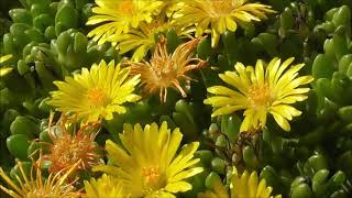 Delosperma nubigenum Yellow Ice Plant  LesothoMittagsblume [upl. by Newob]