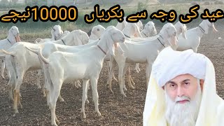 Pure rajan puri bakriyan for sale abu bakar goat farm per [upl. by Jourdain]