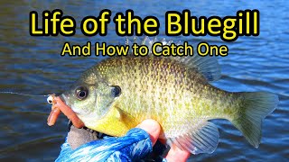 Life of the Bluegill and How to Fish for Bluegill [upl. by Anele735]