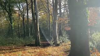 Autumn Days with BES  Castlewellan Forest Park [upl. by Alrick]