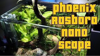 Building a 4 Gallon Phoenix Rasbora Nano Scape [upl. by Maryly]