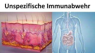 So funktioniert unser Immunsystem  Wissen ist gesund [upl. by Wanids]