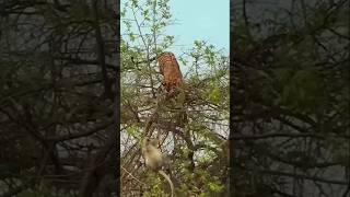 Tiger fight with monkey in babool tree [upl. by Ehpotsirhc109]