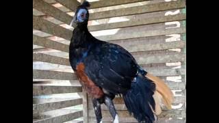 Sempidan Muka Biru Borneo  Fireback Pheasant  RAGFARM SUKAMARA [upl. by Aeet]