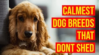 Top 10 Calmest Dog Breeds That Dont Shed Or Smell Much [upl. by Towroy731]