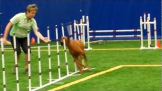 USDAA Agility Standard Performance I Rhodesian Ridgeback Alisa [upl. by Blessington]