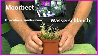 Moorbeet im Haus Wasserschlauch zieht ein Utricularia livida  sandersonii [upl. by Hseyaj716]