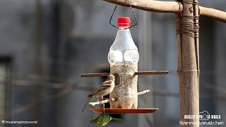 DIYBird Feeder How to make bird feeder from plastic bottle [upl. by Ardeed]