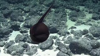 Gulper Eel Balloons Its Massive Jaws  Nautilus Live [upl. by Nennarb]