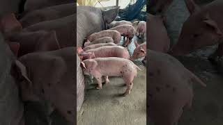 funnypets pig minipigs animals pets funnyanimals petvideos pigsofig pigg piggy [upl. by Berkshire]