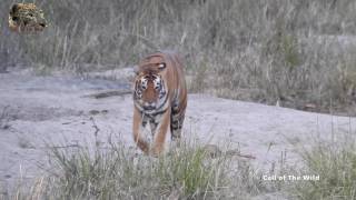 A Roaring Tiger  One of the most amazing sounds [upl. by Aoh483]