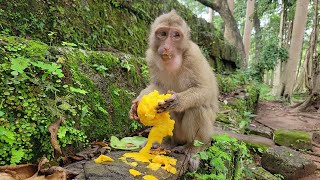 Join The Watch Monkey Rainbow And Kids Enjoy A Delicious Mango for Breakfast 🌈🐒💖 [upl. by Cathe]