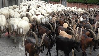 Transumanza delle capre e delle pecore  Pont Canavese 2017 [upl. by Oinotnas282]