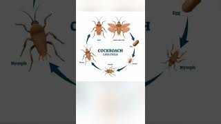 Cockroach 🪳 life cycle  cockroach class 11 biology  NEET biology biology neet cbse trending [upl. by Peltier605]