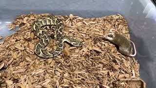 Angry venomous snake the puff adder lets rat know he is not playin [upl. by Artemahs201]