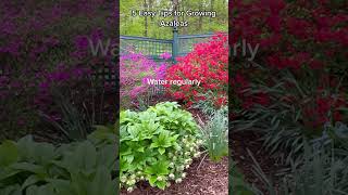 5 Easy Tips for Growing Azaleas shorts [upl. by Eeima]