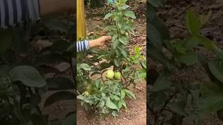 New technique for growing guava plant guavagrafting guava fruitfarming farming viral shorts [upl. by Llenrad382]