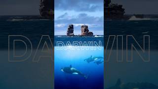 Orcas Ballenas y Tiburones Gigantes en el 📍ARCO DE DARWIN galapagos shorts buceo mar [upl. by Justus845]