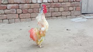 Best Rooster Crowing Compilation  Rooster Crowing Sound effect 2024 [upl. by Zenger]