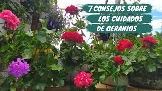 7 Consejos sobre los cuidados de geranios hiedra  Geranios colgantes  Jardín Diaz [upl. by Cori]