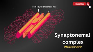 The Synaptonemal Complex Explained 🔬 Unlocking the Secrets of Meiosis [upl. by Germin]