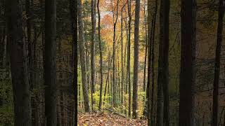 Fall colors Great Smoky Mountains National Park fallcolors [upl. by Eniamraj286]