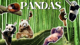 Everything about the three different types of pandas The Giant Panda Brown Panda and Red Panda [upl. by Karena]